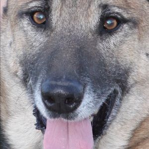 Meet your Posher, Dennis